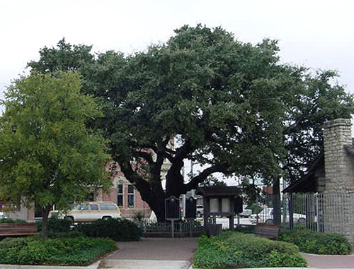 Fleming Oak-recent